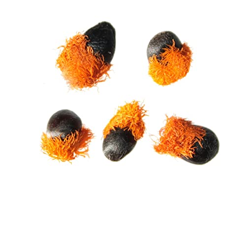 Yellow Bird of Paradise Flower Seeds - 5 Seeds to Grow - Great Indoor Tropical Plant or Bonsai - Strelitzia Reginae