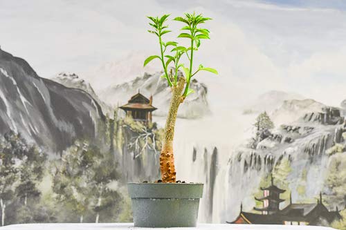 Baobab Bonsai Tree Seeds - 5 Seeds to Grow - Highly Prized Baobab Tree - Ships from Iowa. Exotic Indoor Bonsai Seeds to Grow