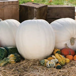 Giant Polar Bear Pumpkin Seeds for Planting | 10 Rare Seeds | Grow to 75 Pounds, Great for White Ghost Jack-O-Lantern
