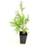 American Arborvitae 50 Seeds - Thuja Occidentalis Tree Seeds, White Cedar Seeds, Thuja Green Giant Arborvitae Bush Seeds for Planting, Dwarf Arborvitae Evergreen Hedge Seeds