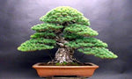 White Spruce Bonsai Seed - 20+ Seeds - Highly Prized White Spruce Bonsai Tree Seeds to Grow - Made in USA, Ships from Iowa