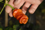 Peter Pepper Seeds to Plant (30 Seeds) - Easy to Grow and Exotic Look