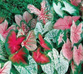 (10) Spectacular Fancy Mix Caladium Bulbs, Root, Plant Starts