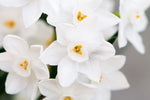 White Daffodil Bulbs for Growing - Narcissus Flower Bulbs