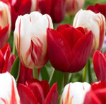 Holiday Mix Tulip Bulbs for Planting - Easy to Grow