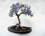 Blue Jacaranda Tree Seeds (20 Pack) - Excellent Bonsai Specimen - Exotic Flowering Bonsai - Blooming Tree