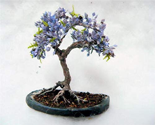 Blue Jacaranda Tree Seeds (20 Pack) - Excellent Bonsai Specimen - Exotic Flowering Bonsai - Blooming Tree