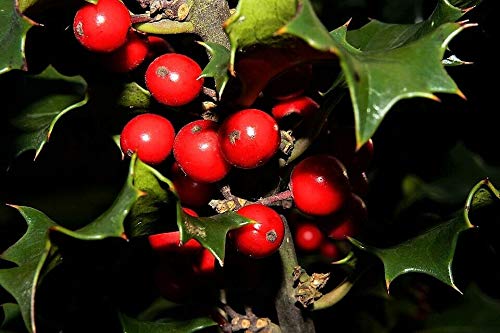 40 English Holly Ilex Aquifolium aka European Common Holly Tree Shrub Seeds