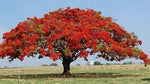 Flamboyant Flame Tree Seeds to Grow | 10 Seeds | Delonix regia, Prized Bonsai