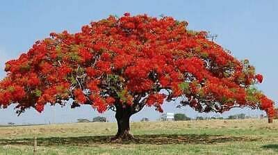 Flamboyant Flame Tree Seeds to Grow | 10 Seeds | Delonix regia, Prized Bonsai