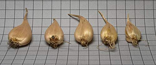 Dark Blue Rockgarden Iris 20 Bulbs - reticulata - 5/6 cm …