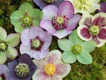 NEW! 15+ ROSE HELLEBORUS CHRISTMAS ROSE FLOWER SEEDS / WINTER BLOOMING PERENNIAL