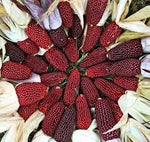 Strawberry Popcorn Seeds to Grow - 25+ Seeds - Made in USA. Grow your own Strawberry Popcorn