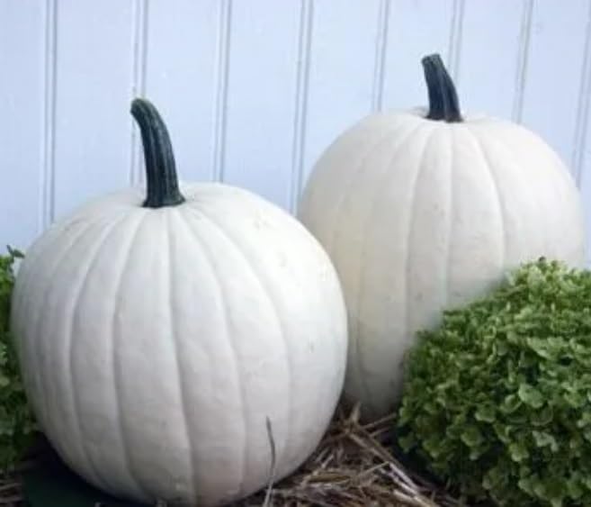 Cotton Candy Pumpkin Seeds for Planting (10 Seeds) - Grow Pure White Pumpkins