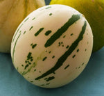 10 Snow Leopard Melon Seeds | Very Rare - Ships from Iowa, USA - Snowball Melon Seeds