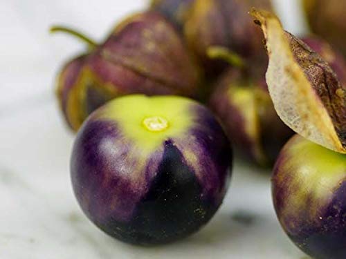 Exotic Purple Coban Tomatillo Seeds| Great for Salsa Flavor | 250+ Seeds | 1in. Fruits | Exotic Garden Fruit Seeds for Planting | Made in USA, Ships from Iowa