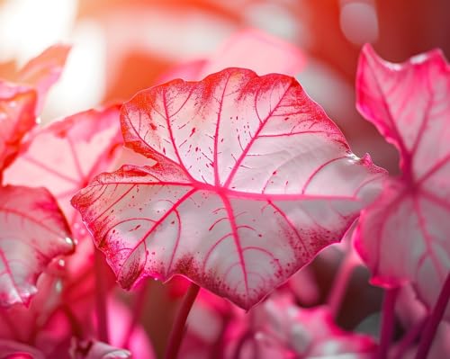 Florida Sweetheart Caladium Bulbs for Planting - Perennial Hosta, Elephant Ears, Fancy