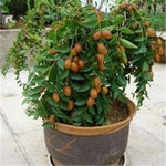 AGROBITS 5 pcs/lot Taiwan Big Jujube Outdoor Sweet Fruit Succulent Plant Tree Bonsai Pot Plant SeedsDIY Home Garden Easy to Grow : 6