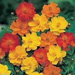 1000 Cosmos sulphureus Seeds - Bright Lights Mix - Yellow/Orange/Red