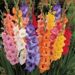 20 Gladious Bulbs for Planting - Stunning Easy to Grow Perennial Flowers - Made in USA