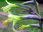 Exotic Aloe Puya Mirabilis Seeds - 15 Seeds - Made in USA