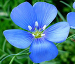 Flax Blue Annual Organic Linum Usitatissimum jocad