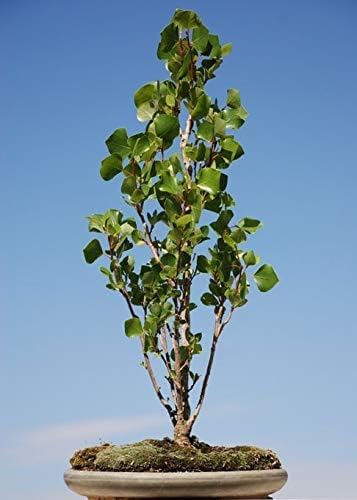 Quaking Aspen Bonsai Tree Cutting to Grow - Easy to Grow Indoor or Outdoor Bonsai Plants - Made in USA