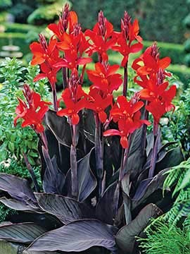 Black Knight Canna Lily Plants, Bulbs, Plants, Roots, Flower, SeedsBulbsPlants&More