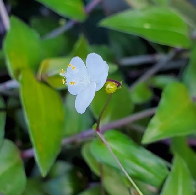 4 Bridal Veil Wandering Jew Cuttings to Grow - Tradescantia, Spiderwort