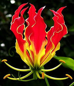 Glory Lily Bulbs for Planting - Gloriosa Plantii - Rare Lily Plants to Grow