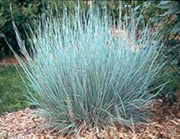 Little Bluestem Grass Seeds for Planting - Ornamanetal Grass, Schizachyrium scoparium