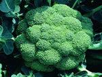 500 Broccoli Seeds | Non-GMO | Fresh Garden Seeds | Heirloom Green Sprouting Waltham | Made in USA. Ships from Iowa