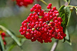 100 RED Elderberry Sambucus Racemosa Mountain Elder Tree Shrub Fruit Berry Seeds