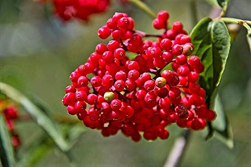100 RED Elderberry Sambucus Racemosa Mountain Elder Tree Shrub Fruit Berry Seeds