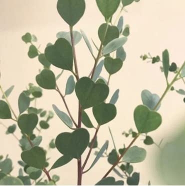 Fresh Eucalyptus Branches for Shower or Decoration - Fresh Cut Branches of Eucalyptus