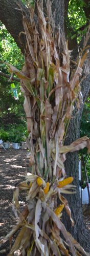 Dried Corn Stalk Bundle - 12 Per Bundle - Corn Shucks - We are unable to Ship to California