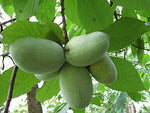 Anna's Bananas - North American Banana Seeds - 5 Seeds to Grow - Paw Paw Tree, aka Papaya Tree