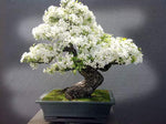 Bonsai Tree Seeds, White Lilac | 20+ Seeds | Highly Prized for Bonsai, Fragrant White Flowers