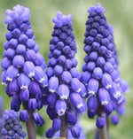(5) Blue Grape Hyacinth Blooming Sized Bulbs