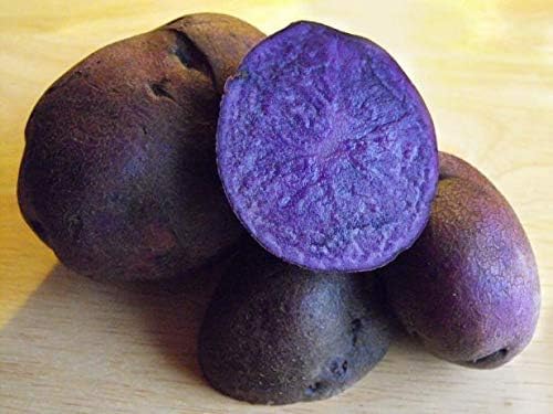 All Blue Seed Potatos for Planting - Easy to Grow Adirondack Potatoes