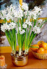 Paperwhite Narcissus 5 Bulbs - INDOORS - Very Fragrant!