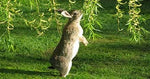 CZ Grain Willow Bunny Brunch - 6 Cuttings to Grow Indoor Willow Leafs - Rabbits Love Them - Fresh Rabbit Food