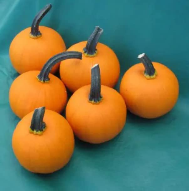 Kandy Korn Plus Pumpkin Seeds for Planting (10 Seeds) - True Mini Pumpkin Look Alike
