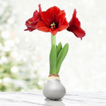 Large Waxed Red Blooming Amaryllis Bulbs - Silver Dipped Bulbs - Biggest and Healthiest Wax Amaryllis