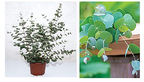 25+ Silver Drop Eucalyptus Seeds - Made in USA. Ships from Iowa. Great as Bonsai or Clip Branches for Floral Arrangements