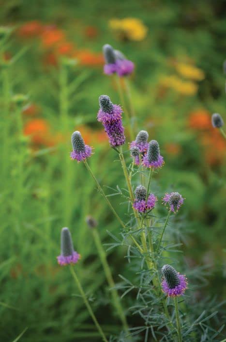 Purple Prairie Clover Seeds for Planting (50 Seeds) - Dalea purpurea