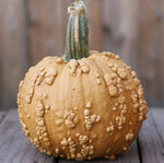 Grizzly Bear Pumpkin Seeds for Planting (10 Seeds) Rare Brown Worty Fruit