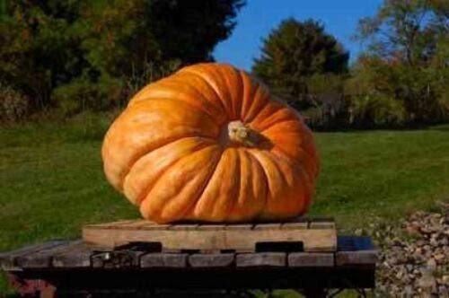 Bulk Dill'S Atlantic Giant Pumpkin - World Record Holder jocad (70 Seeds)