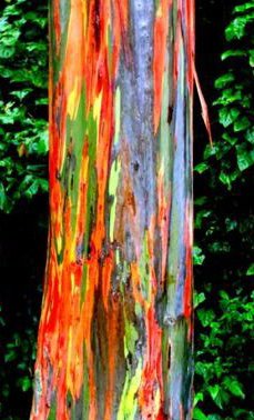 (25+) Spectacular Color Bark-Rainbow Eucalyptus Plant Seeds, Eucalyptus Deglupta Tree Seeds