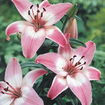 Asiatic Lily Rosella's Dream Bulbs for Planting - Pink Oriental Lily, Beautiful Perennial for Any Garden